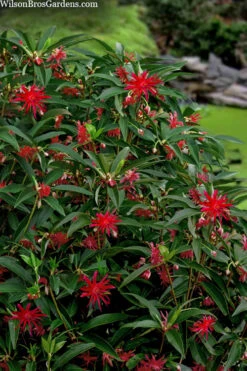 Scorpio Star Flower Anise (Illicium) - 1 Gallon Pot 10 Scorpio Star Flower Anise (Illicium) - 1 Gallon Pot -Plant Discount Store illicium star flower scorpio anise 10
