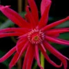 Scorpio Star Flower Anise (Illicium) - 7 Gallon Pot 2 Scorpio Star Flower Anise (Illicium) - 7 Gallon Pot -Plant Discount Store illicium star flower scorpio anise 12 1
