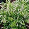 Scentlandia Sweetspire (Itea Virginica) - 3 Gallon Pot 2 Scentlandia Sweetspire (Itea Virginica) - 3 Gallon Pot -Plant Discount Store itea virginica scentlandia virginia sweetspire 4