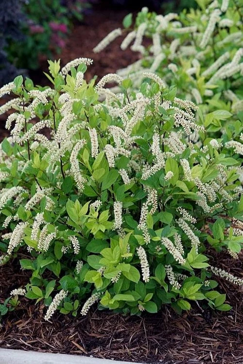 Scentlandia Sweetspire (Itea Virginica) - 3 Gallon Pot 3 Scentlandia Sweetspire (Itea Virginica) - 3 Gallon Pot