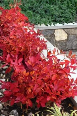 Scentlandia Sweetspire (Itea Virginica) - 3 Gallon Pot 12 Scentlandia Sweetspire (Itea Virginica) - 3 Gallon Pot -Plant Discount Store itea virginica scentlandia virginia sweetspire 7