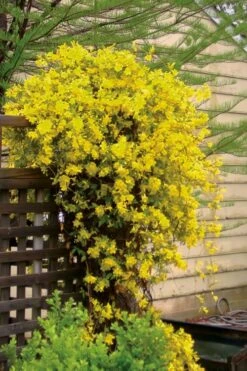 Carolina Yellow Jasmine (Jessamine) Gelsemium Sempervirens - 1 Gallon Pot -Plant Discount Store jasmine carolina 21 2