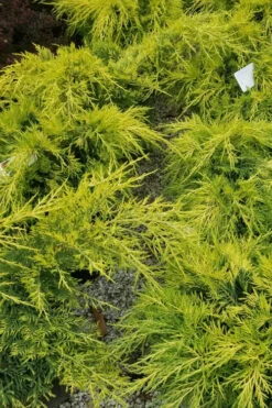 Gold Lace Juniper - 6 Pack Of 1 Gallon Pot -Plant Discount Store juniperus chinensis gold lace juniper 2