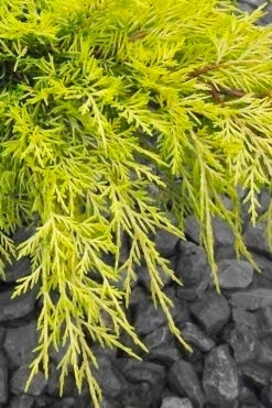 Gold Lace Juniper - 6 Pack Of 1 Gallon Pot -Plant Discount Store juniperus chinensis gold lace juniper 3