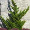 Hollywood Torulosa Juniper - 7 Gallon Pot (5-6') -Plant Discount Store juniperus chinensis torulosa hollywood 100