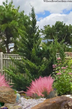 Hollywood Torulosa Juniper - 7 Gallon Pot (5-6') -Plant Discount Store juniperus chinensis torulosa hollywood 101