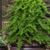 Staked Green Mound Japanese Garden Juniper - 1 Gallon Pot 1 Staked Green Mound Japanese Garden Juniper - 1 Gallon Pot -Plant Discount Store juniperus procumbens nana green mound japanese garden juniper staked topiary 8 1