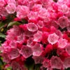 Olympic Fire Mountain Laurel (Kalmia Latifolia) - 2 Gallon Pot 2 Olympic Fire Mountain Laurel (Kalmia Latifolia) - 2 Gallon Pot -Plant Discount Store kalmia latifolia olympic fire mountain laurel 10