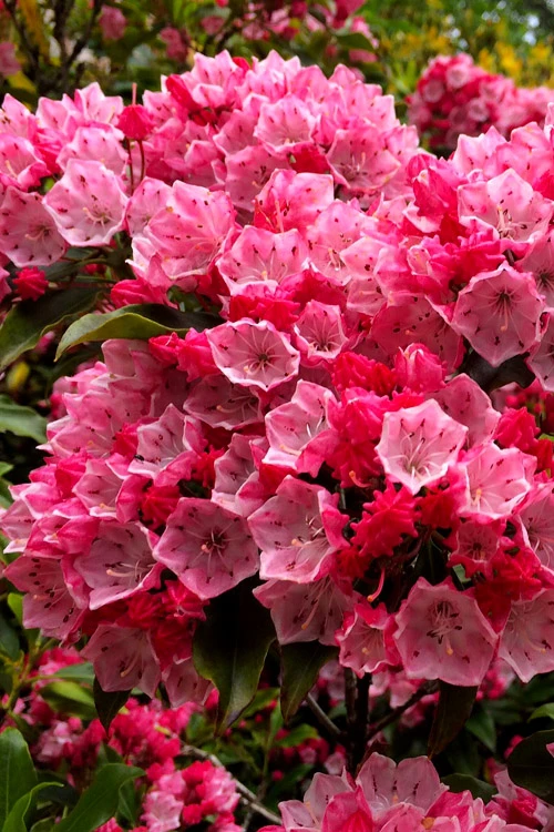 Olympic Fire Mountain Laurel (Kalmia Latifolia) - 2 Gallon Pot 3 Olympic Fire Mountain Laurel (Kalmia Latifolia) - 2 Gallon Pot