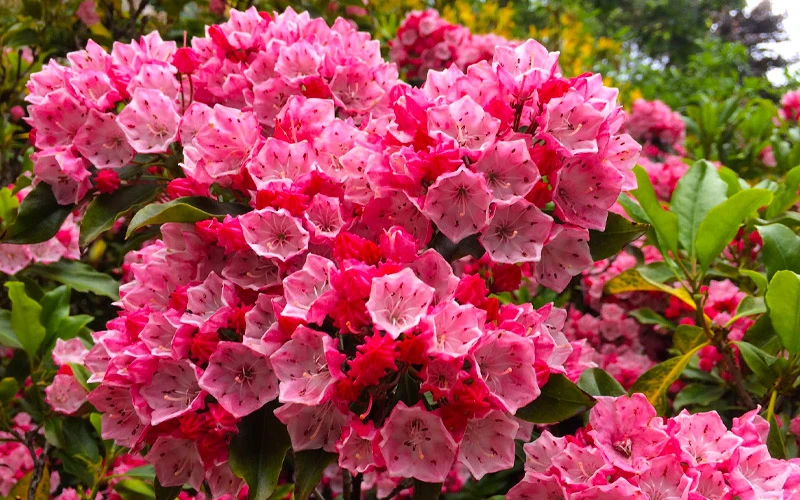 Olympic Fire Mountain Laurel (Kalmia Latifolia) - 2 Gallon Pot 7 Olympic Fire Mountain Laurel (Kalmia Latifolia) - 2 Gallon Pot - Image 5