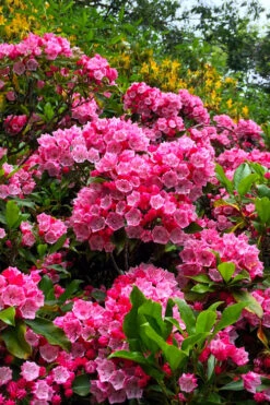 Olympic Fire Mountain Laurel (Kalmia Latifolia) - 2 Gallon Pot 15 Olympic Fire Mountain Laurel (Kalmia Latifolia) - 2 Gallon Pot -Plant Discount Store kalmia latifolia olympic fire mountain laurel 13