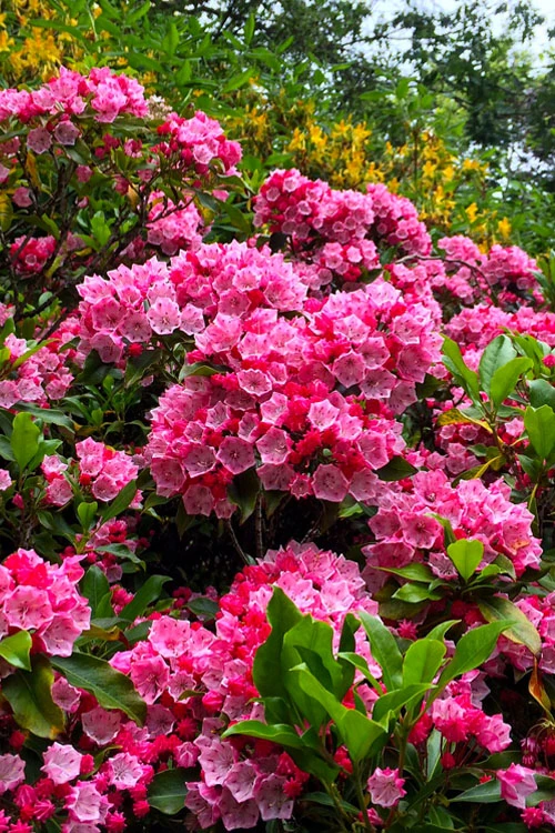 Olympic Fire Mountain Laurel (Kalmia Latifolia) - 2 Gallon Pot 8 Olympic Fire Mountain Laurel (Kalmia Latifolia) - 2 Gallon Pot - Image 6