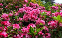 Olympic Fire Mountain Laurel (Kalmia Latifolia) - 2 Gallon Pot 13 Olympic Fire Mountain Laurel (Kalmia Latifolia) - 2 Gallon Pot -Plant Discount Store kalmia latifolia olympic fire mountain laurel 14