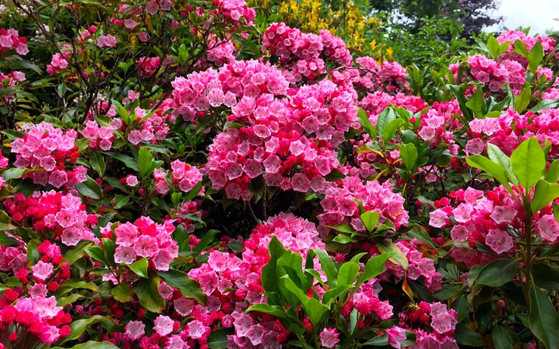 Olympic Fire Mountain Laurel (Kalmia Latifolia) - 2 Gallon Pot 6 Olympic Fire Mountain Laurel (Kalmia Latifolia) - 2 Gallon Pot - Image 4