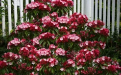 Olympic Fire Mountain Laurel (Kalmia Latifolia) - 2 Gallon Pot 17 Olympic Fire Mountain Laurel (Kalmia Latifolia) - 2 Gallon Pot -Plant Discount Store kalmia latifolia olympic fire mountain laurel 8