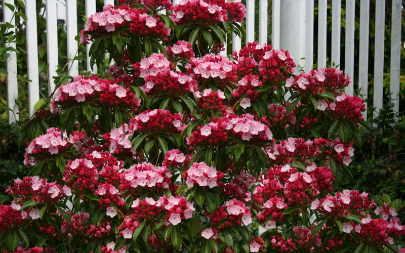 Olympic Fire Mountain Laurel (Kalmia Latifolia) - 2 Gallon Pot 10 Olympic Fire Mountain Laurel (Kalmia Latifolia) - 2 Gallon Pot - Image 8