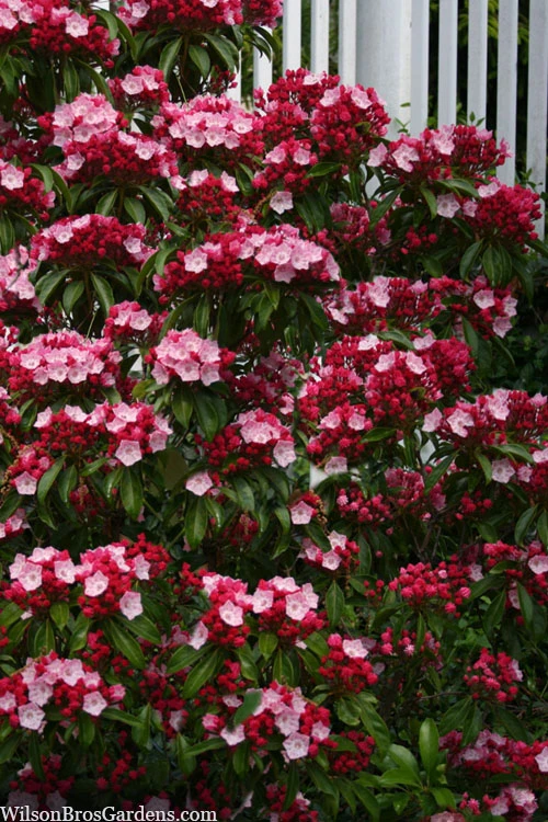 Olympic Fire Mountain Laurel (Kalmia Latifolia) - 2 Gallon Pot 9 Olympic Fire Mountain Laurel (Kalmia Latifolia) - 2 Gallon Pot - Image 7