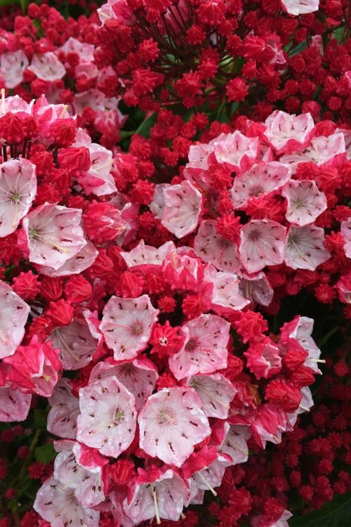 Ostbo Red Mountain Laurel (Kalmia Latifolia) - 2 Gallon Pot 3 Ostbo Red Mountain Laurel (Kalmia Latifolia) - 2 Gallon Pot