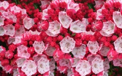 Ostbo Red Mountain Laurel (Kalmia Latifolia) - 2 Gallon Pot 13 Ostbo Red Mountain Laurel (Kalmia Latifolia) - 2 Gallon Pot -Plant Discount Store kalmia latifolia ostbo red mountain laurel 2