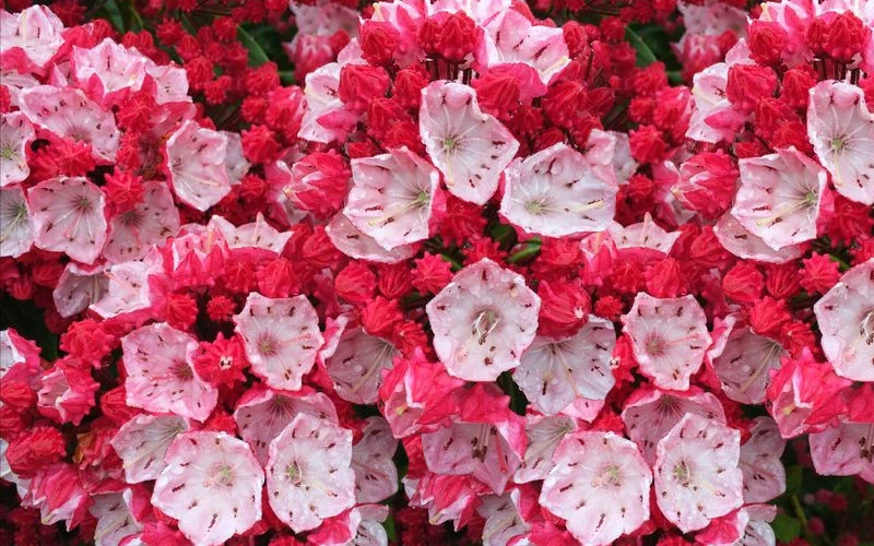 Ostbo Red Mountain Laurel (Kalmia Latifolia) - 2 Gallon Pot 8 Ostbo Red Mountain Laurel (Kalmia Latifolia) - 2 Gallon Pot - Image 6