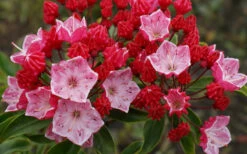 Ostbo Red Mountain Laurel (Kalmia Latifolia) - 2 Gallon Pot 11 Ostbo Red Mountain Laurel (Kalmia Latifolia) - 2 Gallon Pot -Plant Discount Store kalmia latifolia ostbo red mountain laurel 3