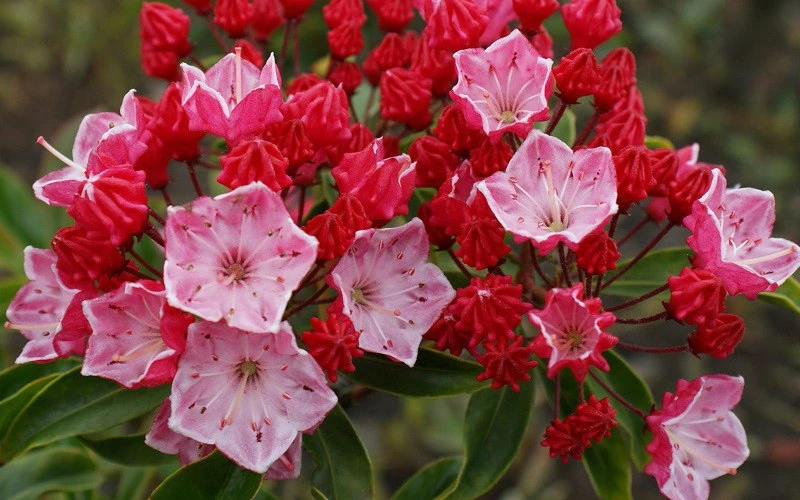 Ostbo Red Mountain Laurel (Kalmia Latifolia) - 2 Gallon Pot 6 Ostbo Red Mountain Laurel (Kalmia Latifolia) - 2 Gallon Pot - Image 4