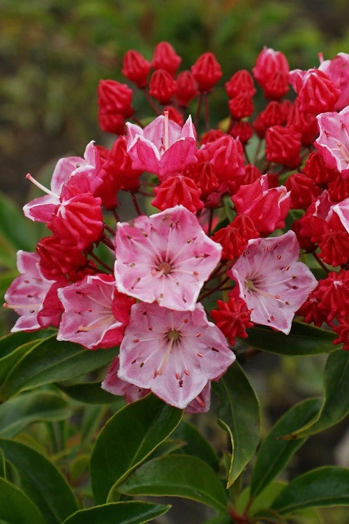 Ostbo Red Mountain Laurel (Kalmia Latifolia) - 2 Gallon Pot 7 Ostbo Red Mountain Laurel (Kalmia Latifolia) - 2 Gallon Pot - Image 5