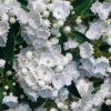 Pristine Mountain Laurel (Kalmia Latifolia) - 3 Gallon Pot -Plant Discount Store kalmia latifolia pristine mountain laurel 1