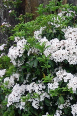 Pristine Mountain Laurel (Kalmia Latifolia) - 3 Gallon Pot -Plant Discount Store kalmia latifolia pristine mountain laurel 2