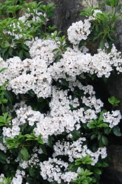 Pristine Mountain Laurel (Kalmia Latifolia) - 3 Gallon Pot -Plant Discount Store kalmia latifolia pristine mountain laurel 3