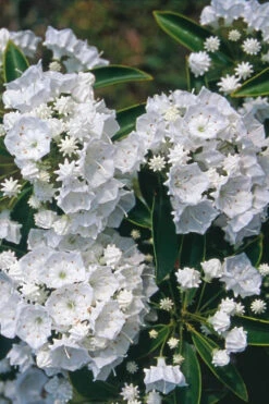 Pristine Mountain Laurel (Kalmia Latifolia) - 3 Gallon Pot -Plant Discount Store kalmia latifolia pristine mountain laurel 4