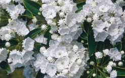 Pristine Mountain Laurel (Kalmia Latifolia) - 3 Gallon Pot -Plant Discount Store kalmia latifolia pristine mountain laurel 5