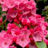 Raspberry Glow Mountain Laurel (Kalmia Latifolia) - 3 Gallon Pot -Plant Discount Store kalmia latifolia raspberry glow 1