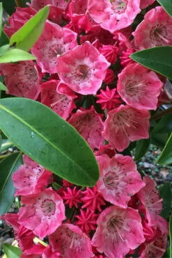 Raspberry Glow Mountain Laurel (Kalmia Latifolia) - 3 Gallon Pot 10 Raspberry Glow Mountain Laurel (Kalmia Latifolia) - 3 Gallon Pot -Plant Discount Store kalmia latifolia raspberry glow 2