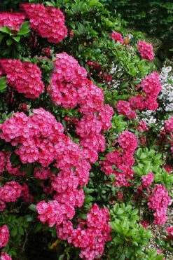 Raspberry Glow Mountain Laurel (Kalmia Latifolia) - 3 Gallon Pot 11 Raspberry Glow Mountain Laurel (Kalmia Latifolia) - 3 Gallon Pot -Plant Discount Store kalmia latifolia raspberry glow 3