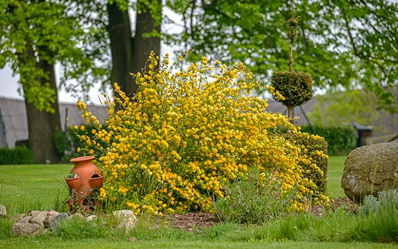 Japanese Marigold Bush (Kerria Japonica 'Pleniflora') - 5 Gallon Pot 7 Japanese Marigold Bush (Kerria Japonica 'Pleniflora') - 5 Gallon Pot - Image 5