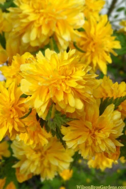Japanese Marigold Bush (Kerria Japonica 'Pleniflora') - 5 Gallon Pot