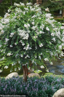 Acoma Weeping White Crape Myrtle - 1 Gallon Pot