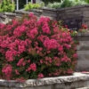 My Fair Myrtle Crape Myrtle (Lagerstroemia) - 1 Gallon Pot -Plant Discount Store lagerstroemia my fair myrtle crape myrtle 5