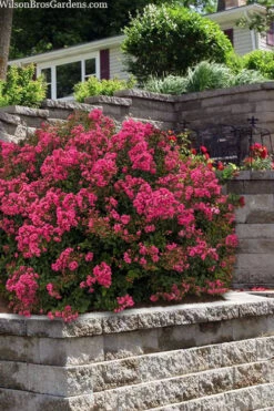 My Fair Myrtle Crape Myrtle (Lagerstroemia) - 1 Gallon Pot