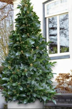 Bay Laurel (Sweet Bay) - Laurus Nobilis - 3 Gallon Pot