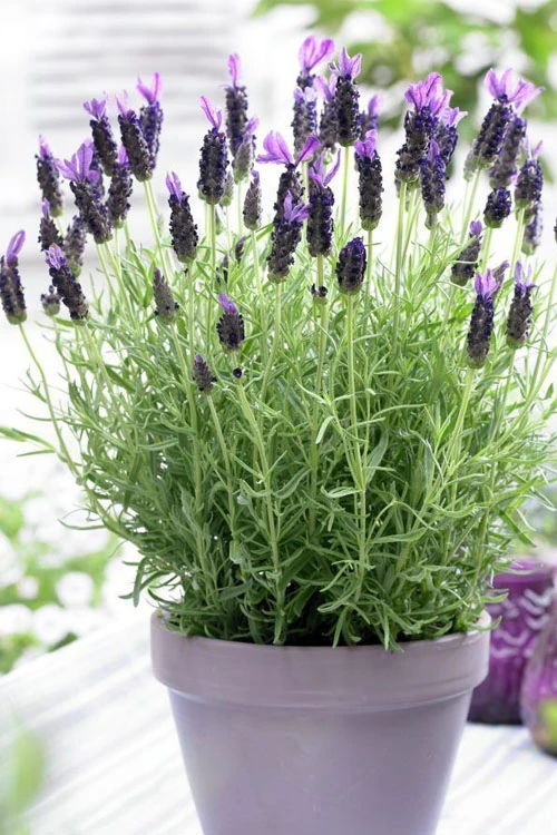 Anouk Spanish Lavender - 5 Pack Of Quart Pots 3 Anouk Spanish Lavender - 5 Pack Of Quart Pots