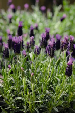 Anouk Spanish Lavender - 5 Pack Of Quart Pots 14 Anouk Spanish Lavender - 5 Pack Of Quart Pots -Plant Discount Store lavandula stoechas anouk spanish lavender 5