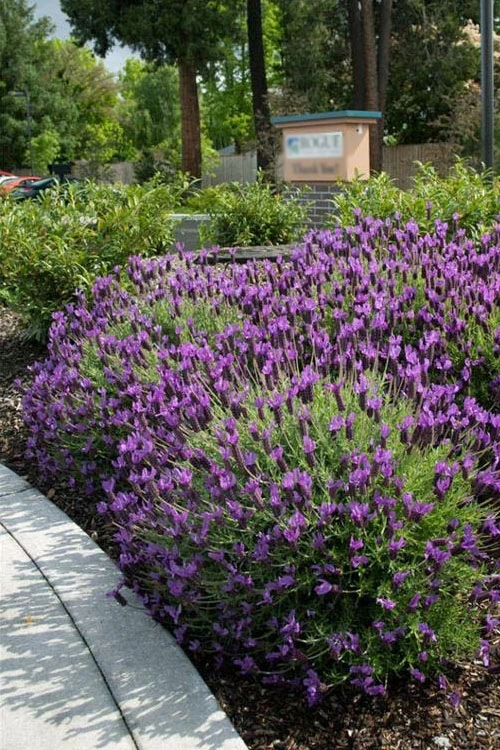 Otto Quast Spanish Lavender - 1 Gallon Pot 6 Otto Quast Spanish Lavender - 1 Gallon Pot - Image 4