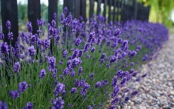 Sweet Romance English Lavender Plant - 1 Gallon Pot 14 Sweet Romance English Lavender Plant - 1 Gallon Pot -Plant Discount Store lavendula angustifolia sweet romance lavender 4