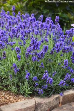 Sweet Romance English Lavender Plant - 1 Gallon Pot 19 Sweet Romance English Lavender Plant - 1 Gallon Pot -Plant Discount Store lavendula angustifolia sweet romance lavender 6