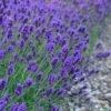 Sweet Romance English Lavender Plant - 1 Gallon Pot -Plant Discount Store lavendula angustifolia sweet romance lavender 7