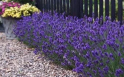 Sweet Romance English Lavender Plant - 1 Gallon Pot 17 Sweet Romance English Lavender Plant - 1 Gallon Pot -Plant Discount Store lavendula angustifolia sweet romance lavender 8
