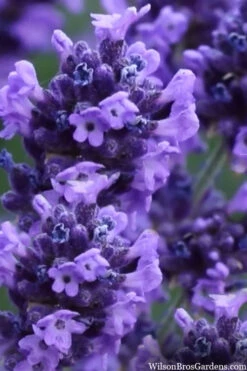 Sweet Romance English Lavender Plant - 1 Gallon Pot 18 Sweet Romance English Lavender Plant - 1 Gallon Pot -Plant Discount Store lavendula angustifolia sweet romance lavender 9