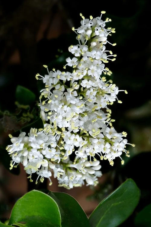 Waxleaf Ligustrum - 1 Gallon Pot 8 Waxleaf Ligustrum - 1 Gallon Pot - Image 6